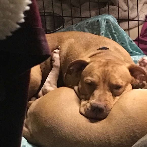 🙏🏻 !PLEASE SHARE🙏🏻 Poshing For Rescue Dogs 🐕 - Picture 6 of 11